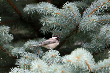 mésange à tête noire sur une branche de sapin © Pascal Huot