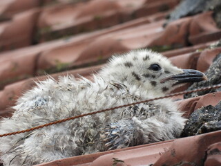 photo of little seagull chicks © Recep