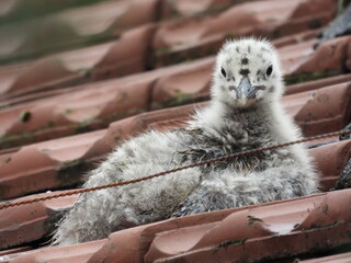 photo of little seagull chicks © Recep