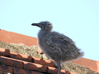 photo of little seagull chicks © Recep