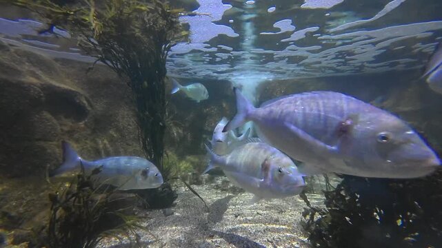Underwater video clip of a school of large silver fish swimming near sea plants and rocky ocean floor under water surface reflections