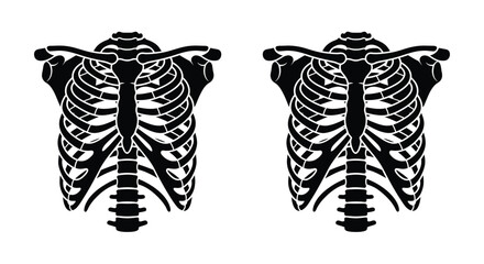 Human ribcage silhouettes on a white background anatomical illustration © Md