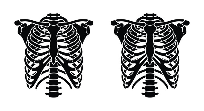Human ribcage silhouettes on a white background anatomical illustration