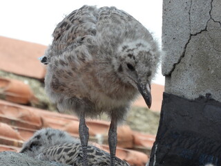 photo of little seagull chicks © Recep