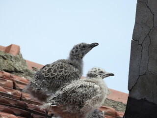 photo of little seagull chicks © Recep