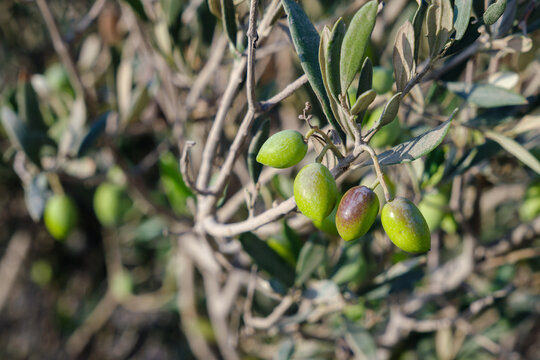 Olive tree with ripening fruit, Koufonisi, Greece