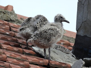 photo of little seagull chicks © Recep