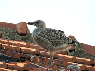 photo of little seagull chicks © Recep