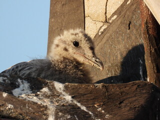 photo of little seagull chicks © Recep