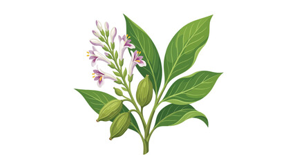 Fototapeta premium Green Cardamom Plant Branch with Leaves, Flowers and Pods
