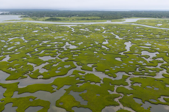Narrow channels meander through an extensive salt marsh in Pleasant Bay, Cape Cod. Marshes provide critical habitat for many birds, fish, and marine invertebrates to feed, mate, and nest.