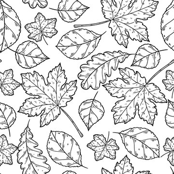 Seamless pattern with black and white autumn leaves on white background. Hand drawn vintage engraving style vector illustration.