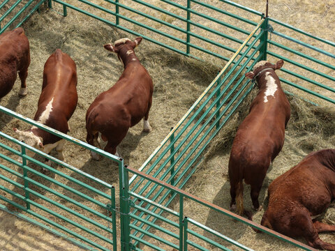 Akbas beef cattle standing in a livestock pen on a cattle farm in Kazakhstan.