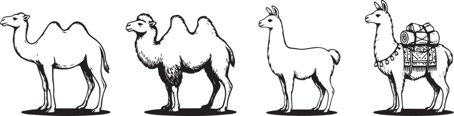 Obraz premium Illustrations of camels and llamas with one carrying backpack for travel and adventure themes