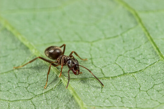 Black Garden Ant on Green Leaf, Lasius Niger Macro Portrait