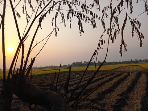 The kersen fruit tree has a slender trunk, a spreading canopy, and lush green foliage. Its fruits grow in clusters on the branches. The background features a vast expanse of rice fields and a twilight