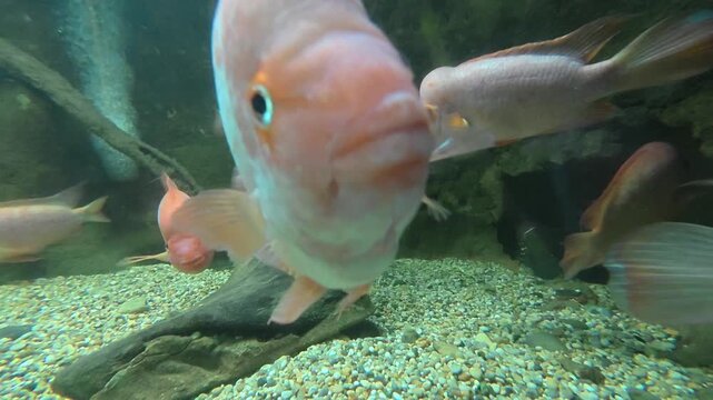 Underwater video clip of a group of pink cichlid fish swimming near submerged wood and gravel riverbed in murky water