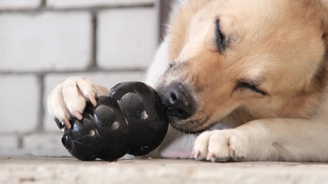 Dog chewing black kong Classic Dog Toy, Durable Natural Rubber Fun to Chew, Chase and Fetch