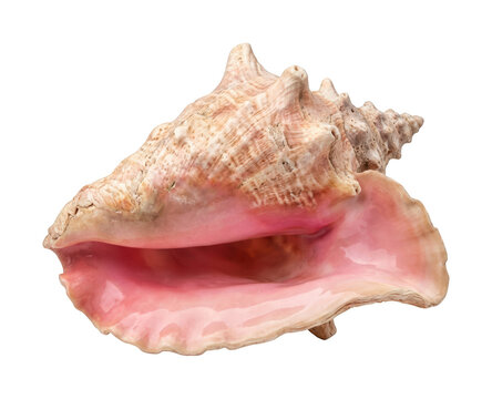 Large conch shell png pink queen conch cutout ocean seashell png tropical conch shell cutout glossy seashell png marine conch cutout isolated transparent background image