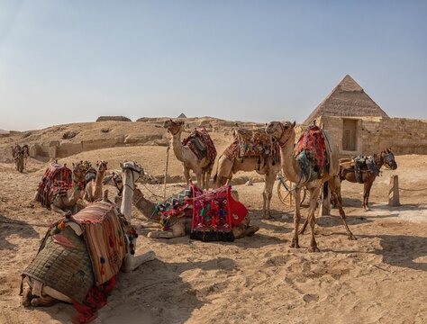 View of camels with colorful saddles resting in the sand in front of the ancient pyramids at the Giza Necropolis in Al Haram, Giza Governorate, Egypt.