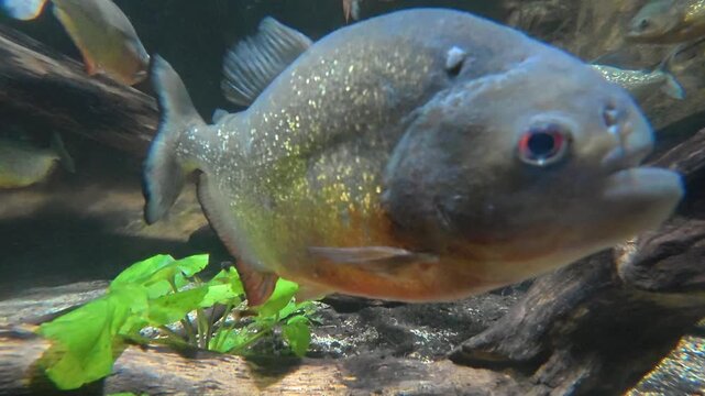 Extreme close-up underwater video clip of a red-bellied piranha swimming past green aquatic plants and driftwood in dark river water