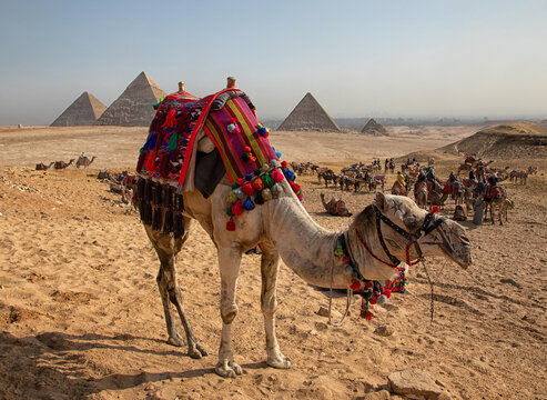 View of a decorated camel with colorful saddle standing in the desert with the Giza Necropolis pyramids in the background in Al Haram, Giza Governorate, Egypt.