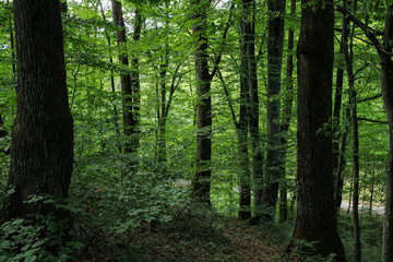 Fototapeta premium Beautiful forest landscape. Trees with lush green foliage. Carpathian Mountains, Ukraine, Europe.