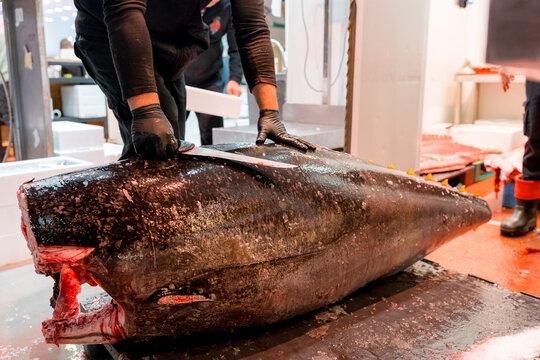 Fishmonger prepare large tuna at seafood market counter