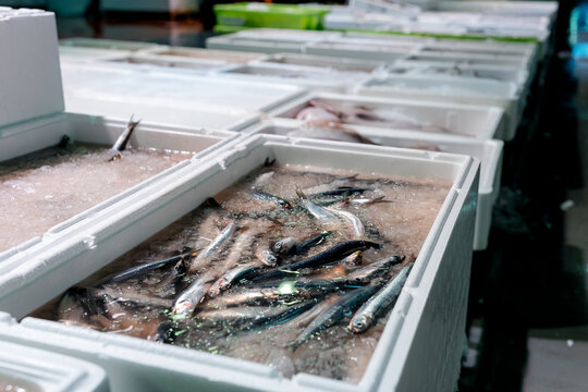 Fresh fish on ice at wholesale seafood market