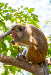 A macaque monkey sits on a tree in the jungle. Wildlife scene with wild animals. © Vera