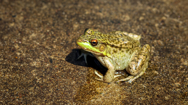 Close-up of a North American Green Frog (Lithobates clamitans) isolated on a concrete background