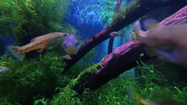 Underwater video clip of small spotted guppy fish swimming through dense aquatic moss and submerged tree branches in fresh water
