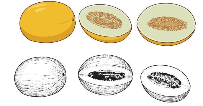 Yellow Canary Melon Vector Set with Whole and Sliced Fruit in Flat Colored Illustration and Detailed Vintage Engraving Line Art Style