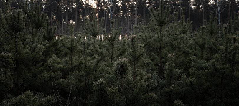 Young Pine Forest at Dawn or Dusk Soft Diffused Light Serene Growth and Reforestation Concept Evergreen Woodland Pattern for Nature Backgrounds