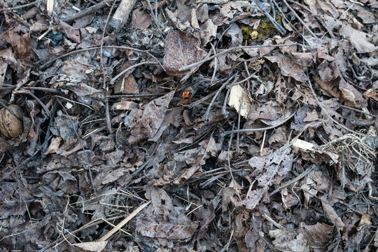 Overhead View of Dense Pile of Dry Fallen Autumn Leaves Twigs and Branches Creating Natural Forest Floor Texture for Seasonal Change Concept