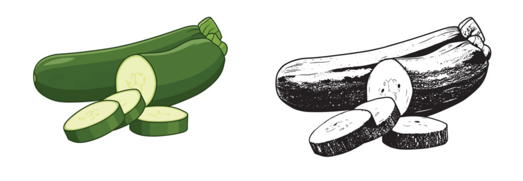 Fresh Whole and Sliced Zucchini Vector Set in Flat Color Illustration and Detailed Vintage Engraving Line Art Style