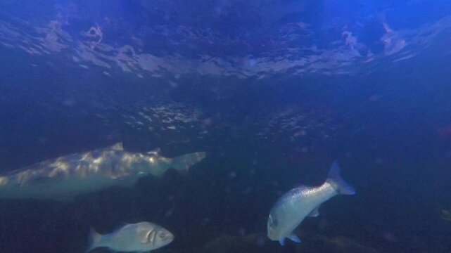Wide angle underwater video clip of a sand tiger shark and silver fish swimming in deep dark blue ocean water