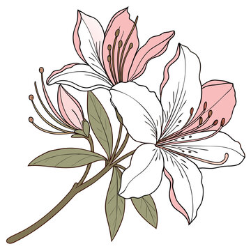 Beautiful pink and white azalea flower illustration hand drawn botanical sketch
