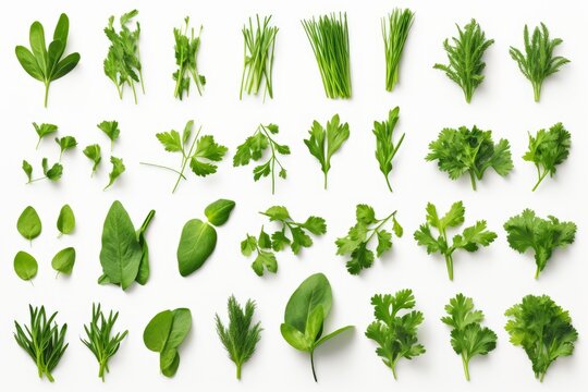 Fresh green herbs like parsley, chives, and rosemary arranged on white background