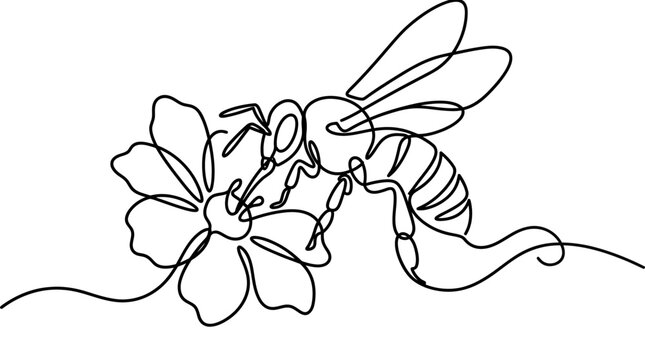 Minimalist continuous line art drawing of a honey bee pollinating a flower.
