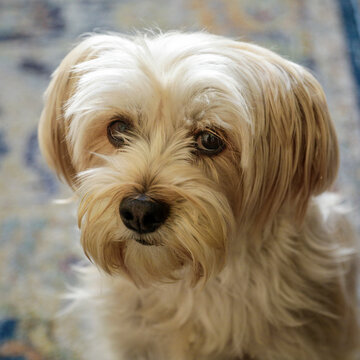 Close-up portrait of a fluffy white and tan terrier dog