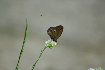 Butterfly on a flower © Szymon