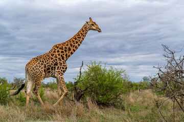 Obraz premium South African Giraffe (Giraffa giraffa giraffa) or Cape giraffe searching for water and food on the savanna in Kruger National Park in South Africa