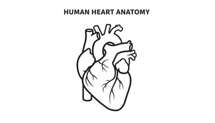 Obraz premium Human heart anatomy outline diagram displaying veins, arteries, and chambers on a plain white background.