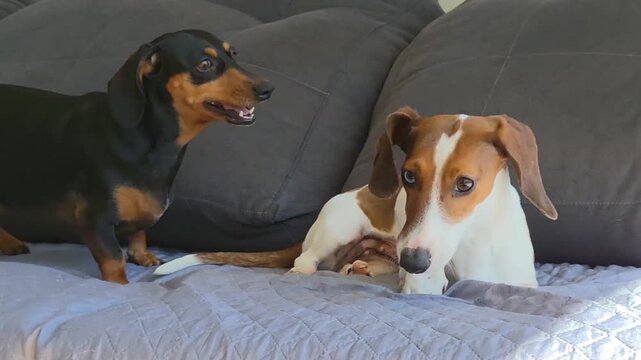 brincadeira estranha de cachorros da ra&ccedil;a duchshund 