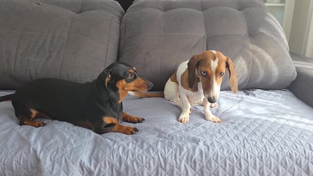 brincadeira estranha de cachorros da ra&ccedil;a duchshund 