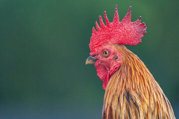 rooster in the farm © Adrian de la Paz
