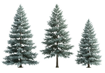 Obraz premium three photorealistic blue spruce trees of varying size with sharp silvery-blue needles, isolated on a seamless transparent background for copy space. concept of clean botanical design elements