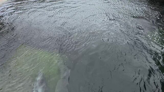 Top angle view of a seal swimming and splashing in murky dark  water