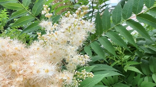 Fuzzy bumblebee gathering pollen on white spirea blossoms among leaves